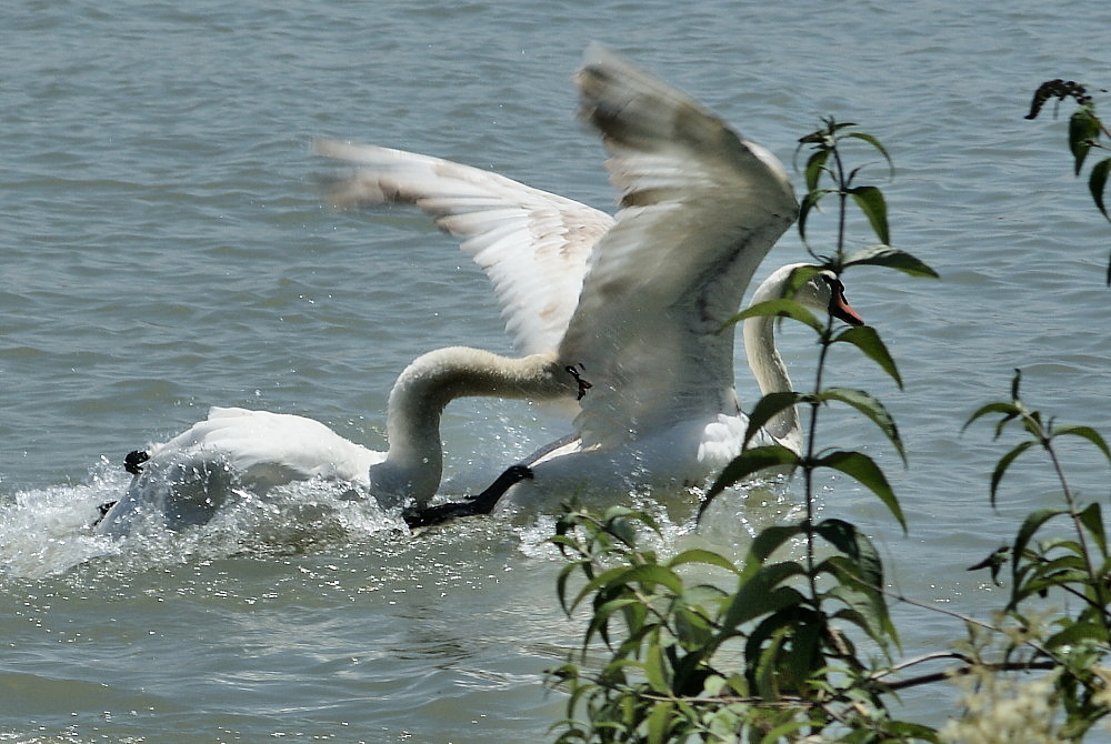 Zweikampf auf der Donau