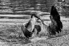 Zweikampf bis zum Gänsebraten ...