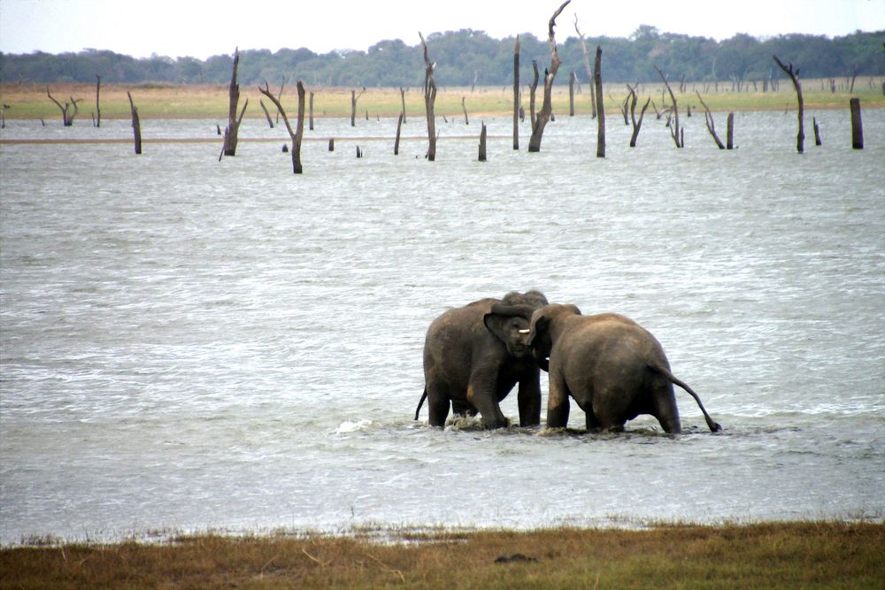 Zweikampf in Sri Lanka