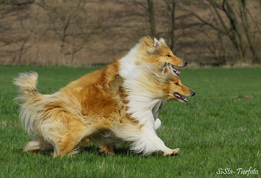 Zweiköpfiger Collie???