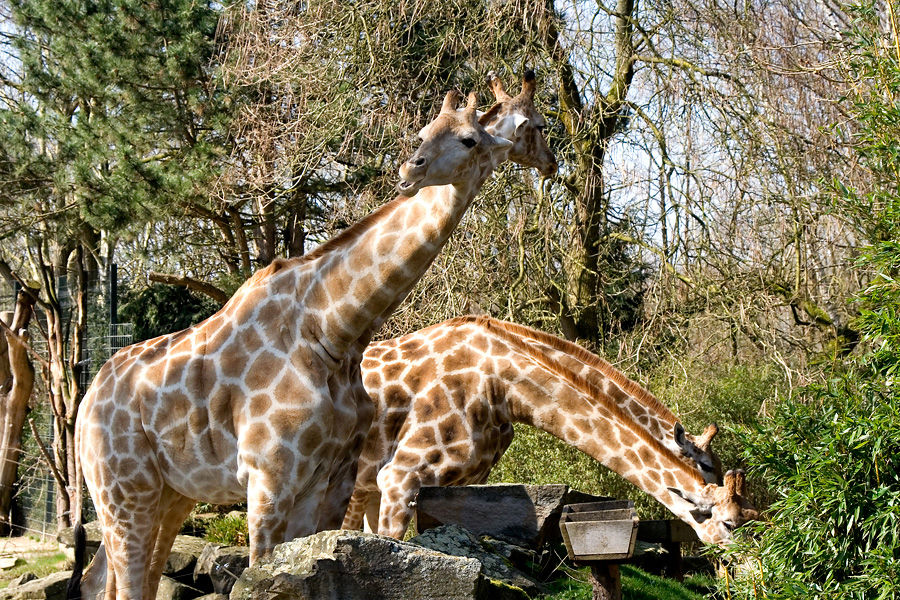 Zweikopf Giraffe