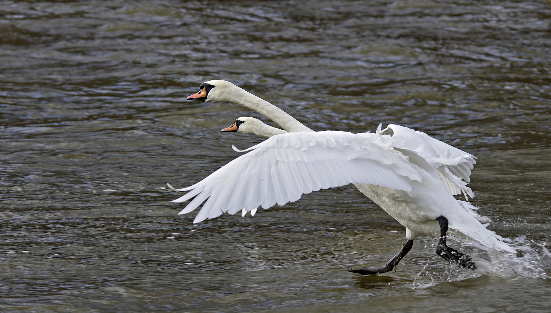 Zweikopf-Höckerschwan (Cygnus olor duocapita) - pers. Erstfund!