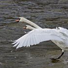 Zweikopf-Höckerschwan (Cygnus olor duocapita) - pers. Erstfund!