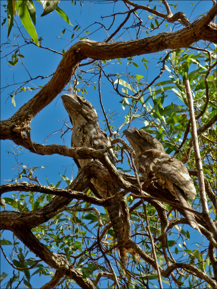 zweimal frogmouth