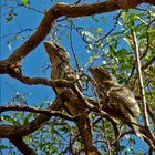 zweimal frogmouth