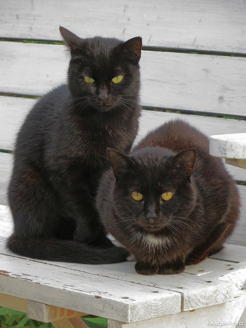 Zweimal Schwarzer Kater