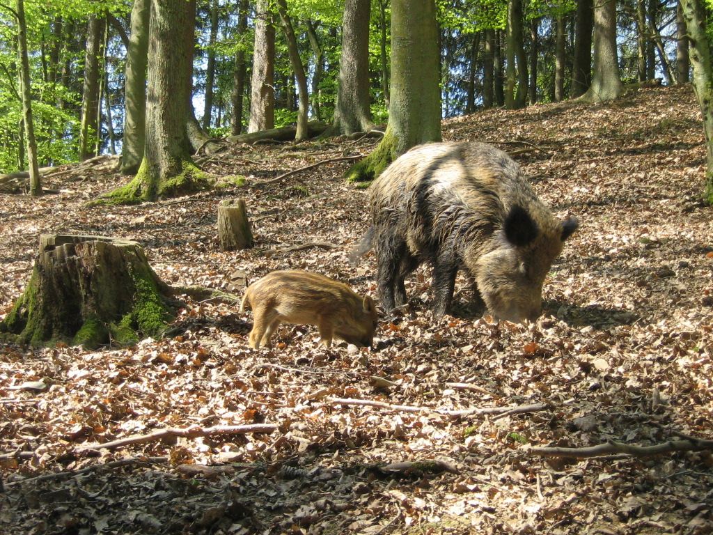 zwein im wald