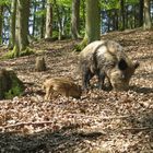 zwein im wald