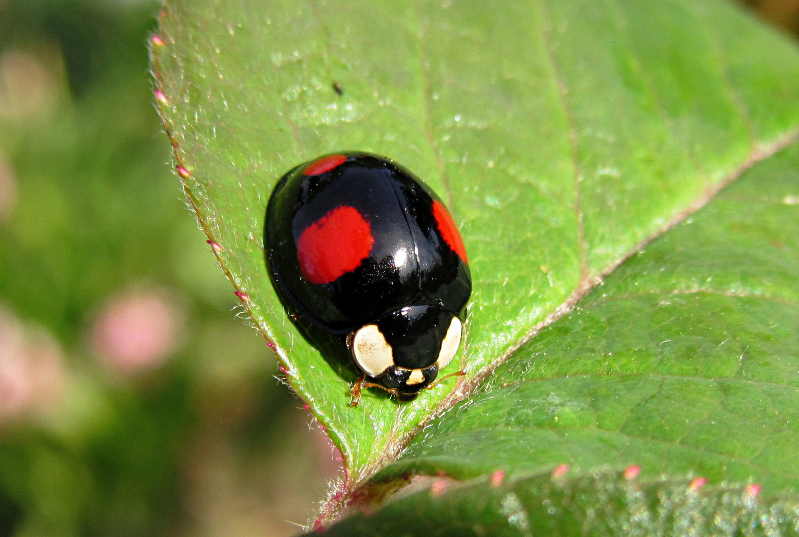 --- Zweipunkt-Marienkäfer (Adalia bipunctata) ---