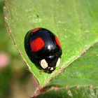 --- Zweipunkt-Marienkäfer (Adalia bipunctata) ---