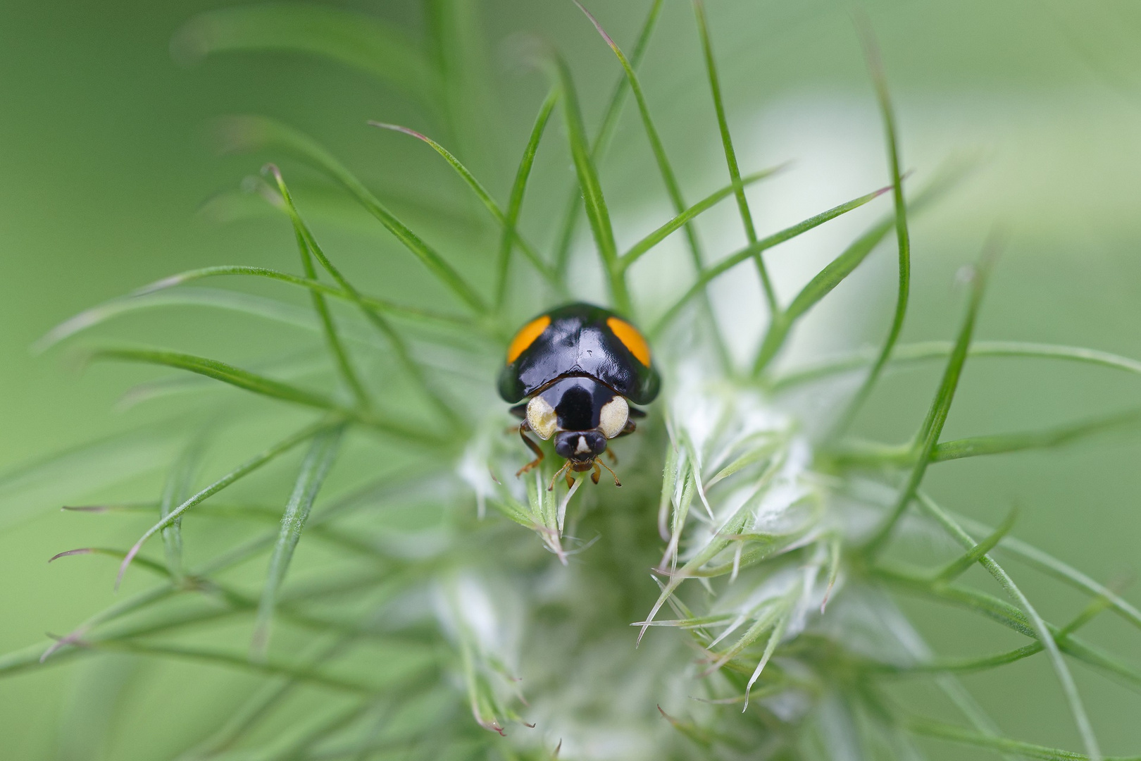 Zweipunkt-Marienkäfer (Adalia bipunctata)