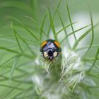 Zweipunkt-Marienkäfer (Adalia bipunctata)