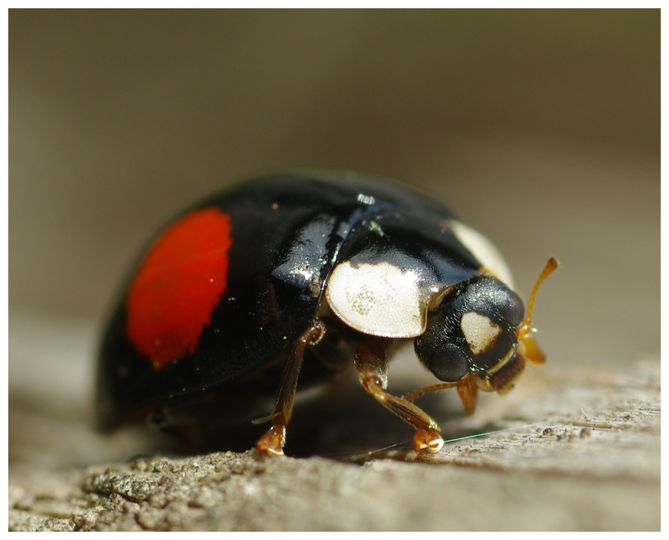 Zweipunkt-Marienkäfer (Adalia bipunctata)