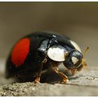 Zweipunkt-Marienkäfer (Adalia bipunctata)