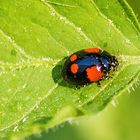 Zweipunkt-Marienkäfer (Adalia bipunctata)