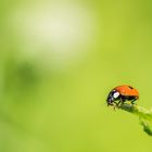 Zweipunkt- Marienkäfer (Adalia bipunctata)