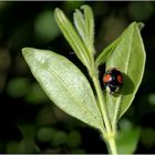 Zweipunkt-Marienkäfer Melanic Form