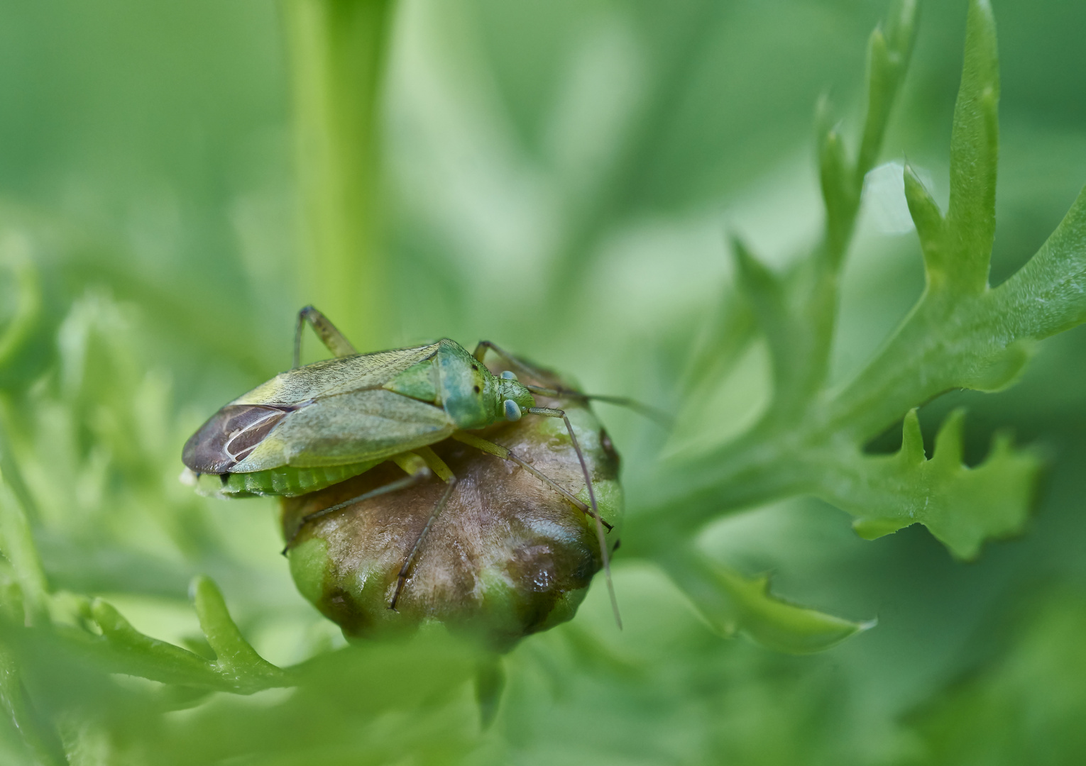 Zweipunktige Wiesenwanze