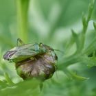 Zweipunktige Wiesenwanze