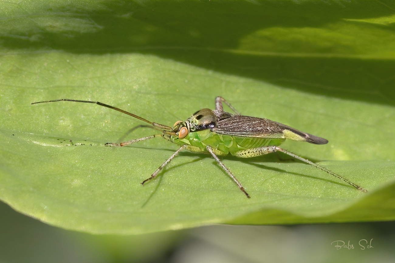 Zweipunktige Wiesenwanze