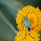 Zweipunktige Wiesenwanze (Closterotomus norwegicus)