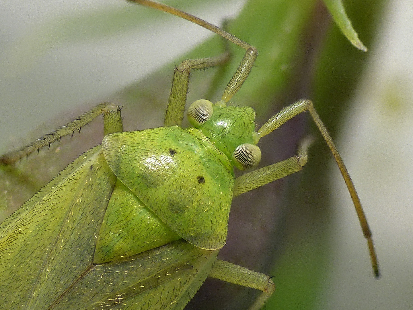 Zweipunktige Wiesenwanze (Closterotomus norwegicus)