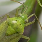 Zweipunktige Wiesenwanze (Closterotomus norwegicus)