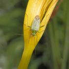 Zweipunktige Wiesenwanze (Closterotomus norwegicus)