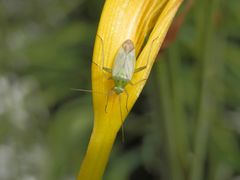 Zweipunktige Wiesenwanze (Closterotomus norwegicus)