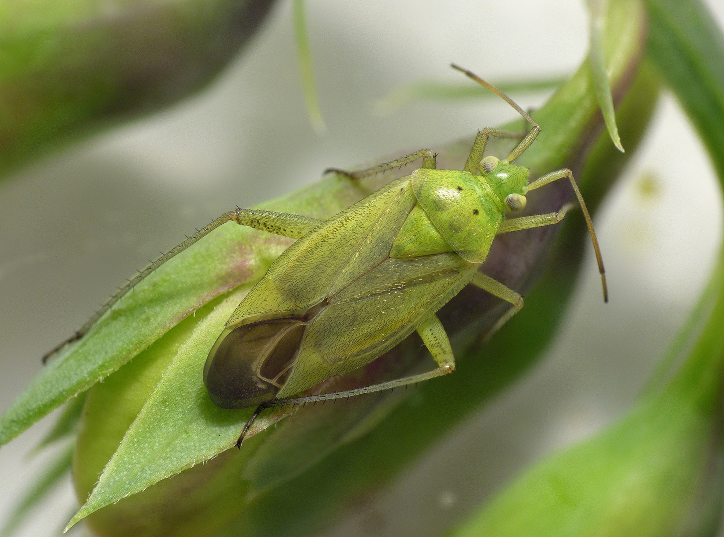 Zweipunktige Wiesenwanze (Closterotomus norwegicus)