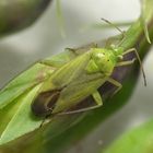 Zweipunktige Wiesenwanze (Closterotomus norwegicus)