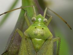 Zweipunktige Wiesenwanze (Closterotomus norwegicus)