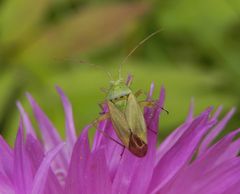 Zweipunktige Wiesenwanze (Closterotomus norwegicus)