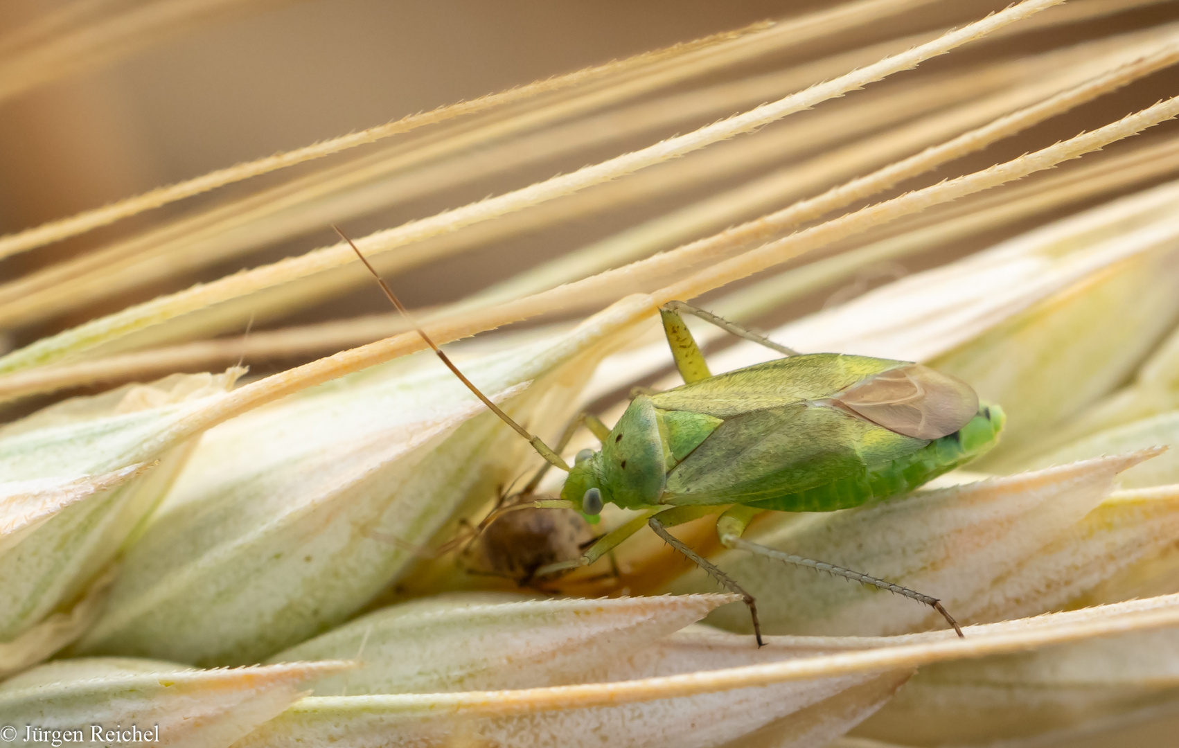 Zweipunktige Wiesenwanze ( Closterotomus norwegicus )s 