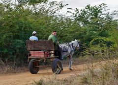 ..Zweirad-Pferdewagen..