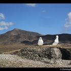 Zweisam auf Lanzarote