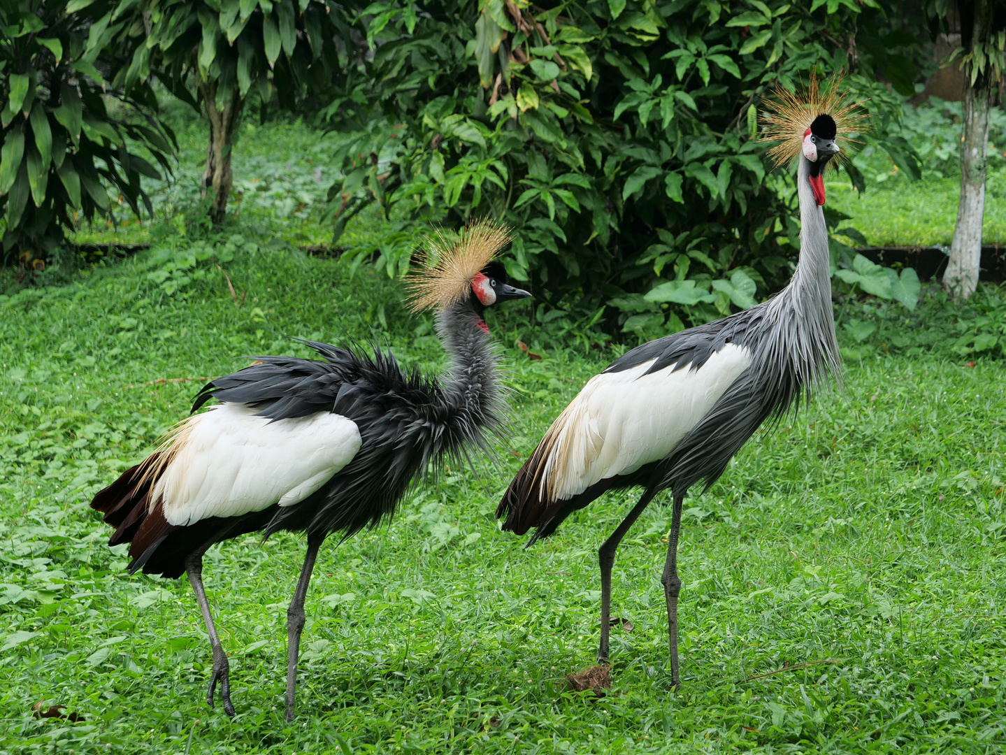 Zweisam im Bird-Park