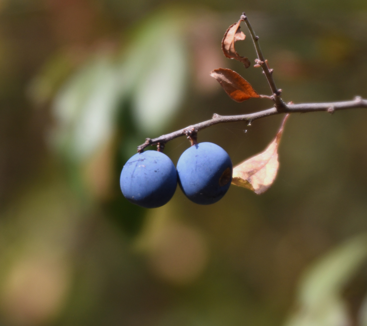 Zweisam im Herbst