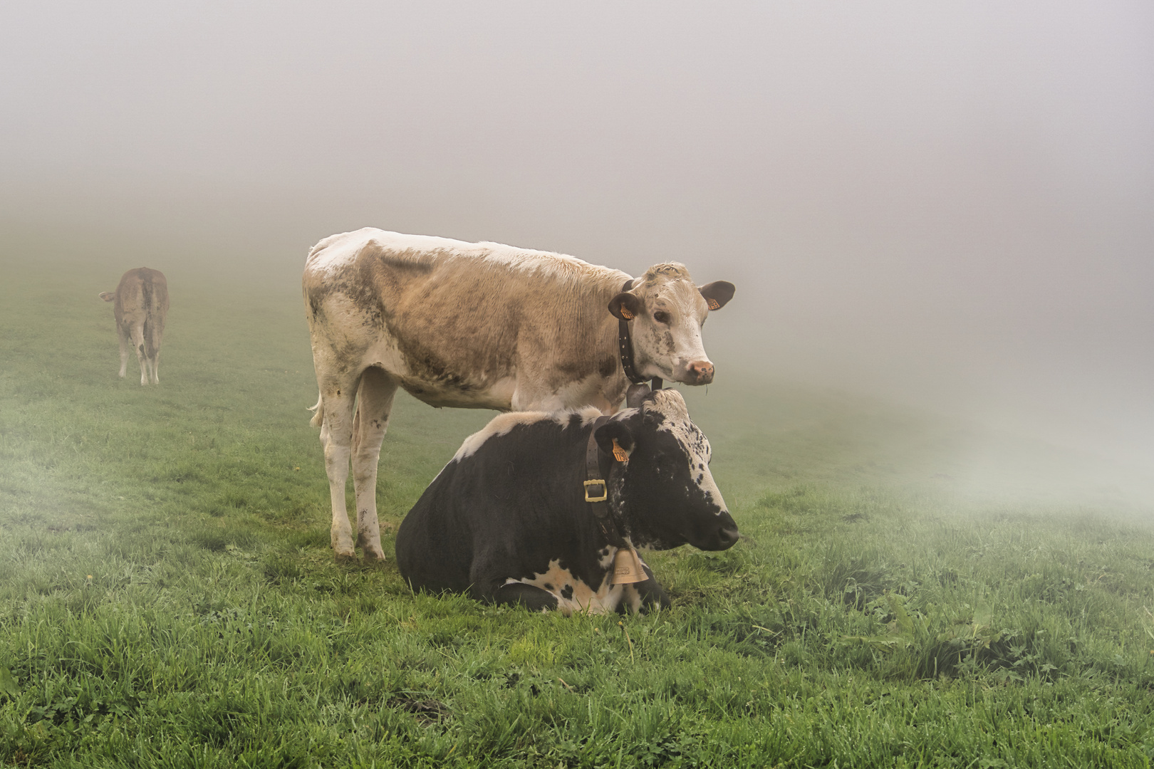 Zweisam im Nebel