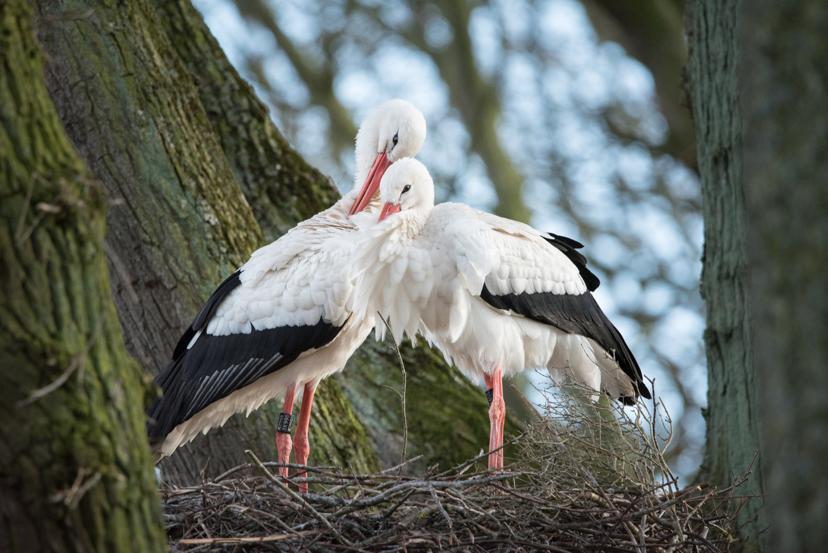 Zweisam im Nest