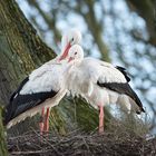 Zweisam im Nest