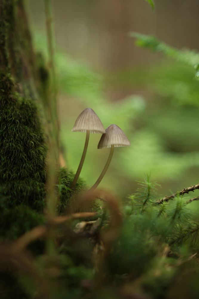 Zweisam im Wald