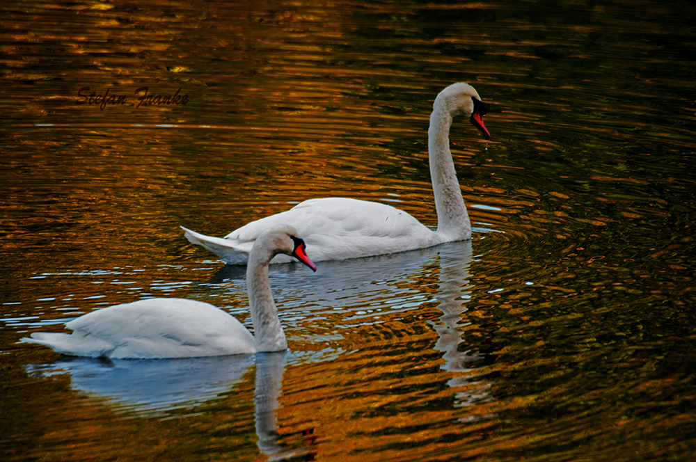 Zweisamkeit am See in der Abenddämmerung