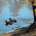 Zweisamkeit am Weiher