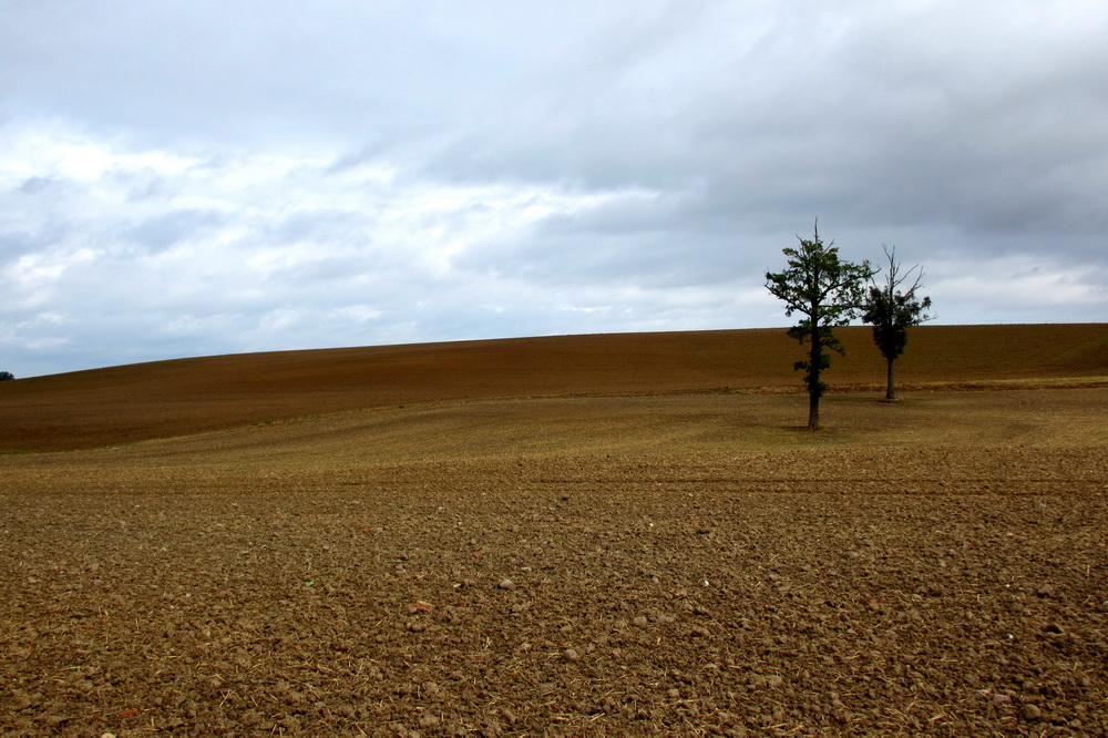 Zweisamkeit auf dem Feld.