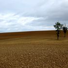 Zweisamkeit auf dem Feld.