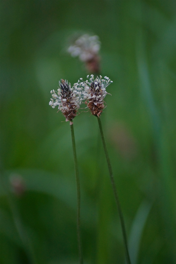 Zweisamkeit auf der Wiese