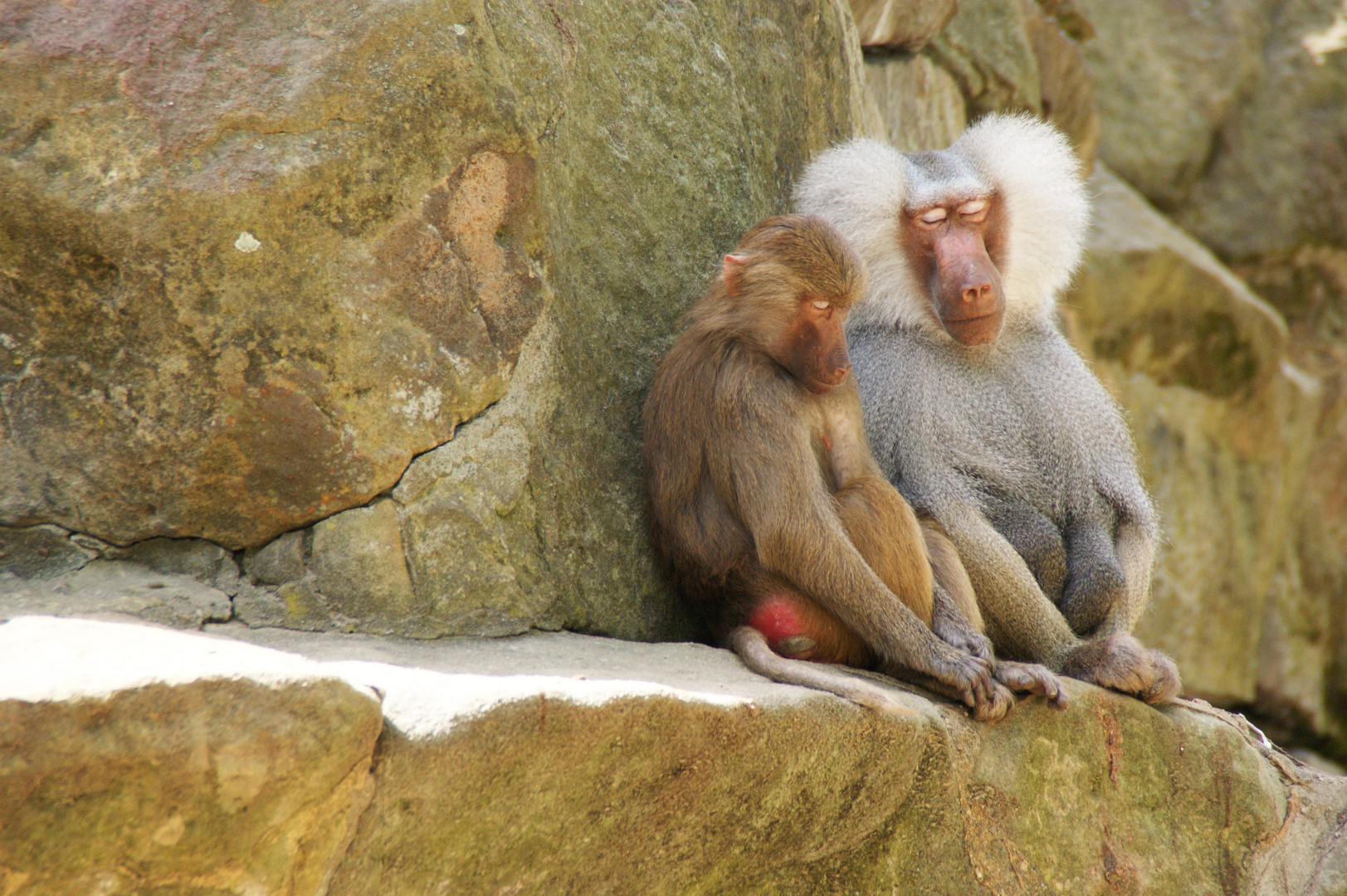 Zweisamkeit im Berliner Zoo 1