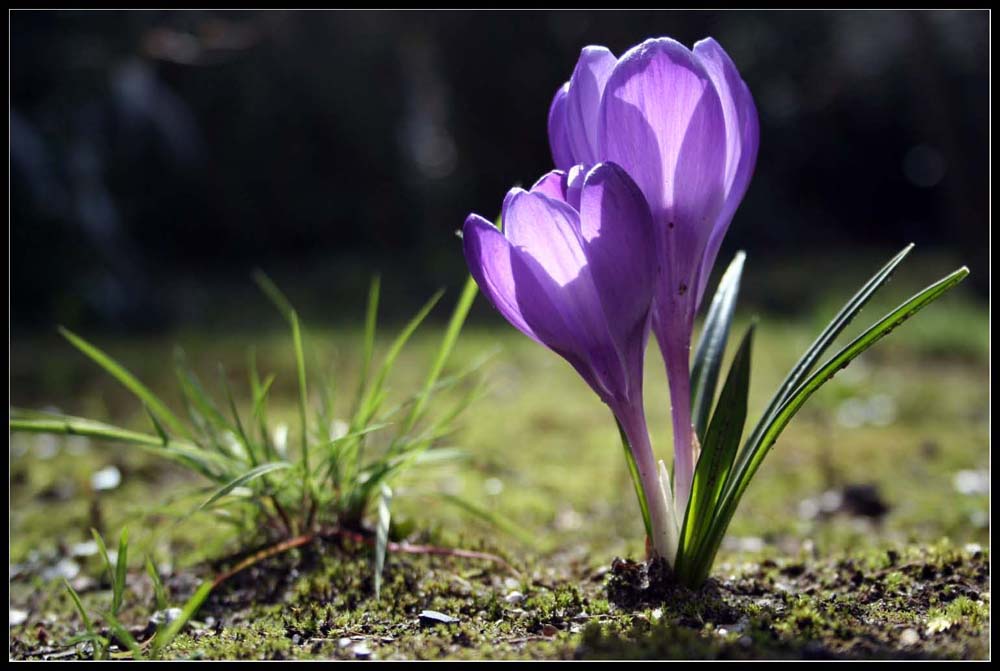 Zweisamkeit im Frühling, welch ein Glück!