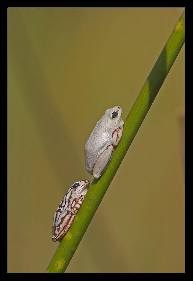 Zweisamkeit im Okavango Delta von Marion Hogl